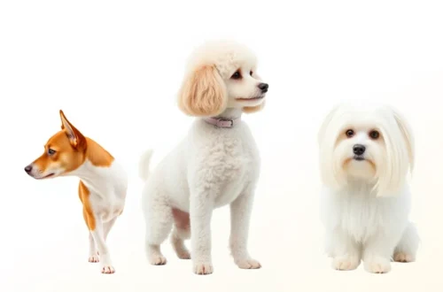 2025년 강아지 품종별 맞춤 케어: 웰시코기, 푸들, 말티즈 건강 관리 비법 46 example 37