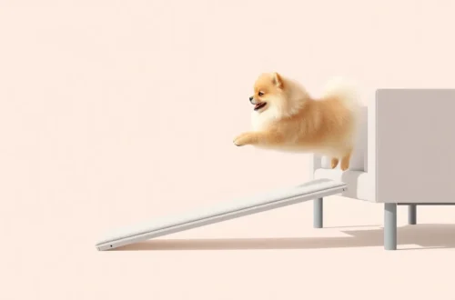 포메라니안 점프 훈련, 슬개골 보호! 5 example 65