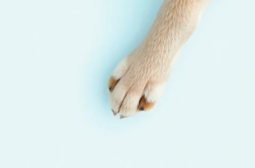 강아지 슬개골 탈구 수술, 재수술 위험 알고 계신가요? 10 example 154