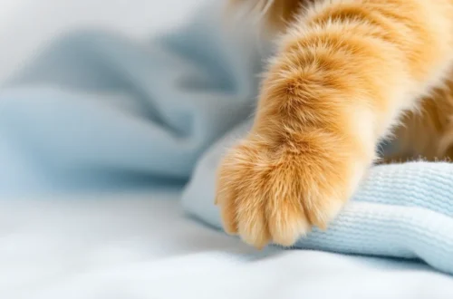 고양이 잠자리 변화, 질병 신호 알아차리기 13 example 166