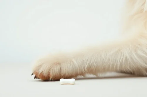 페키니즈 뼈 건강, 칼슘 영양제 선택 가이드 29 example 69