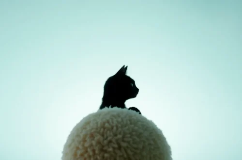 고양이 산책 위험 5가지와 안전한 실내 놀이 9 example 162