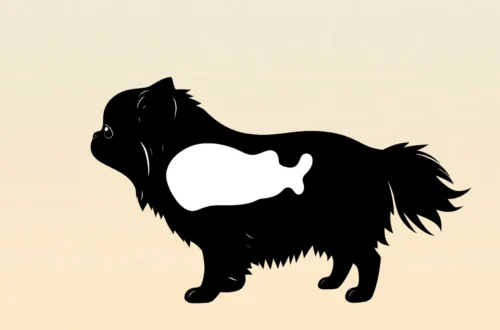 페키니즈 긍정 강화 훈련: 고집 꺾는 노하우 8 example 119