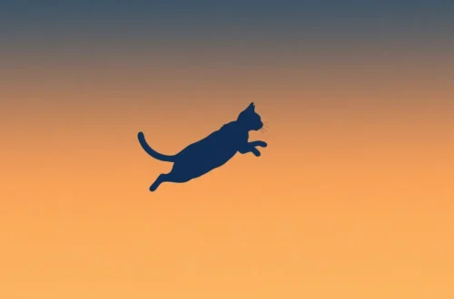 야행성 고양이 우다다, 집사 숙면 위한 에너지 소모법 9 example 121