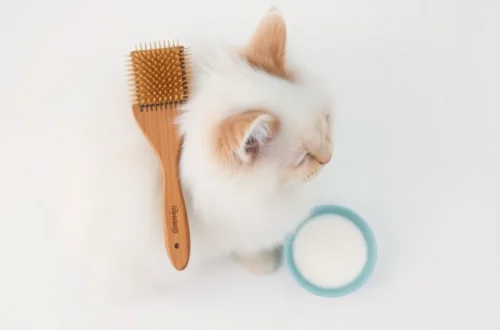 터키시앙고라 백묘 피부 진정 스킨십 18 example 145