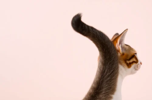 고양이 꼬리 언어: 탁탁 소리와 세운 꼬리 의미 14 example 155