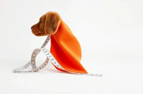 특이 체형 강아지 옷 사이즈 딱 맞추는 법 6 example 179