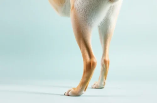 강아지 슬개골 2기, 절지 않는 훈련법 36 example 79