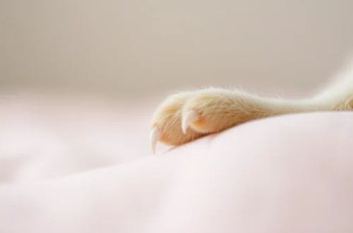 새끼 고양이 발톱 관리: 합사 초기 상처 예방 6 example 47