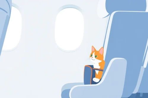 고양이와 함께하는 해외여행: 기내 규정 & 이동장 훈련 6 example 7