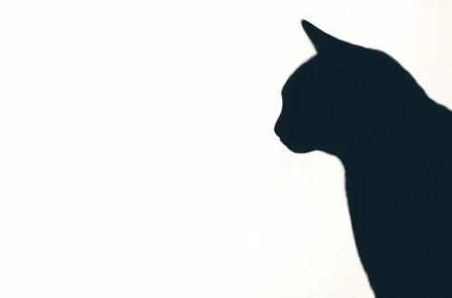 고양이 중성화 수술, 꼭 필요한 이유와 모든 것 45 example 15